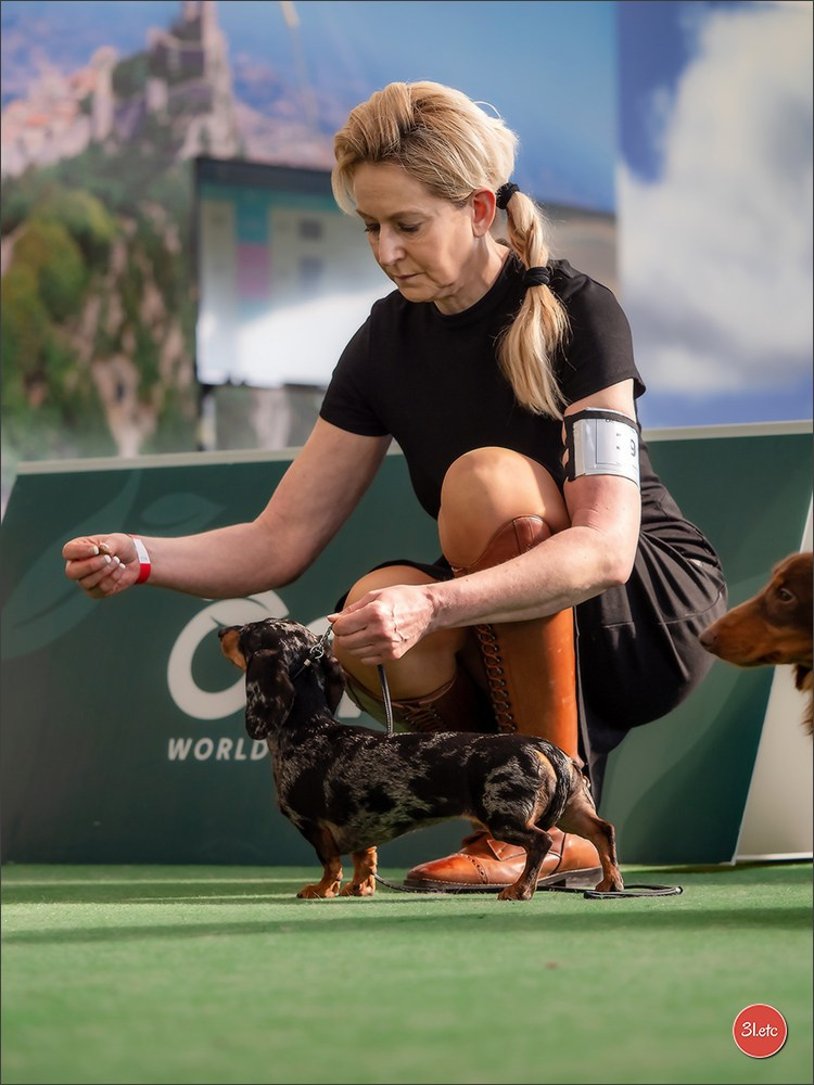 Dog Show  🇮🇹  San Marino. Photographe à Strasbourg | Portraits, Studio, Enfants, Événements