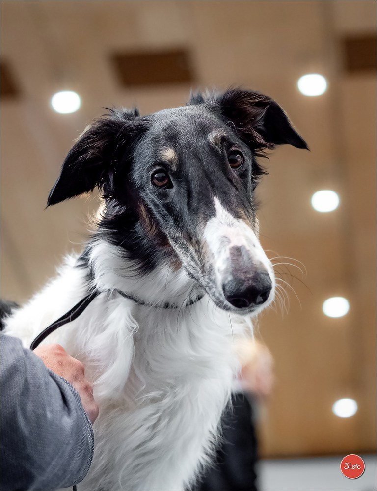 Dog Show Karlsruhe 🇩🇪  29-30/11/2025. Photographe à Strasbourg | Portraits, Studio, Enfants, Événements
