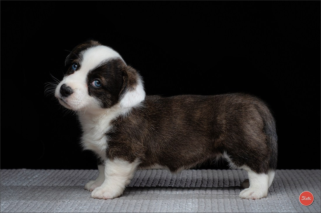 Photographie animalière. Photographe à Strasbourg | Portraits, Studio, Enfants, Événements