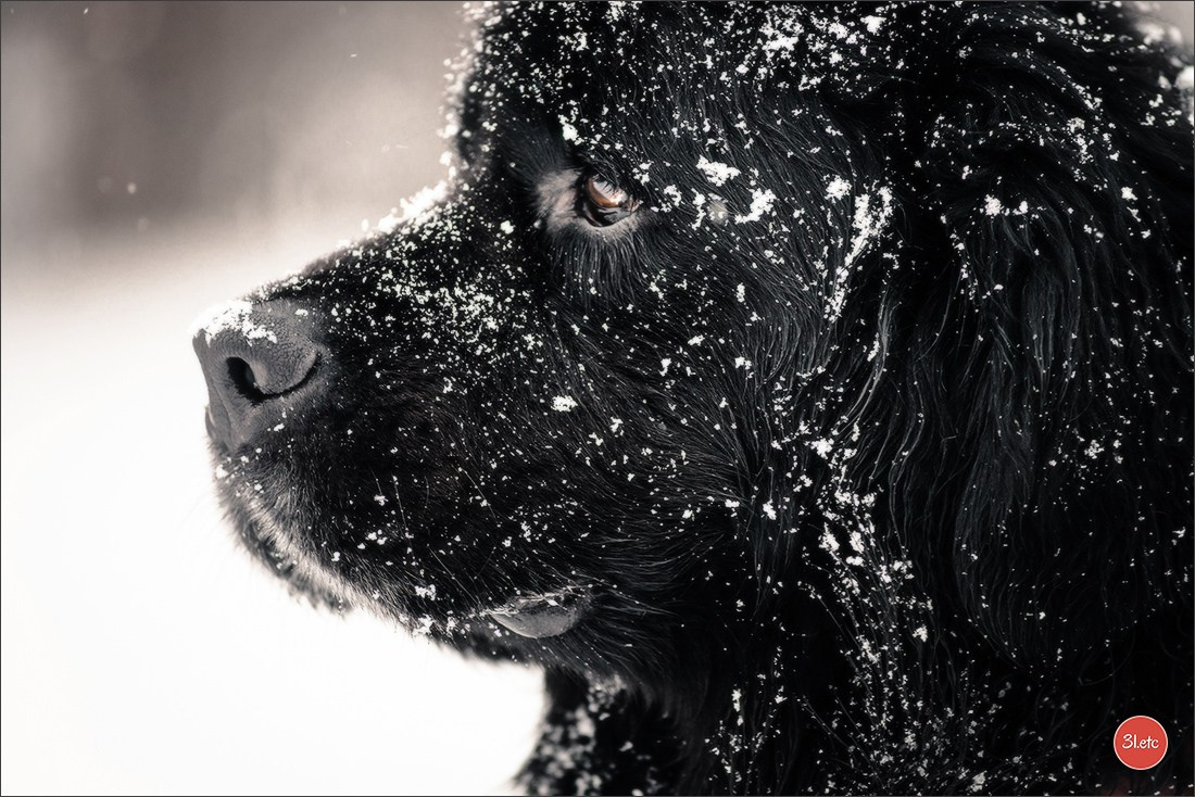 Photographie animalière. Photographe à Strasbourg | Portraits, Studio, Enfants, Événements