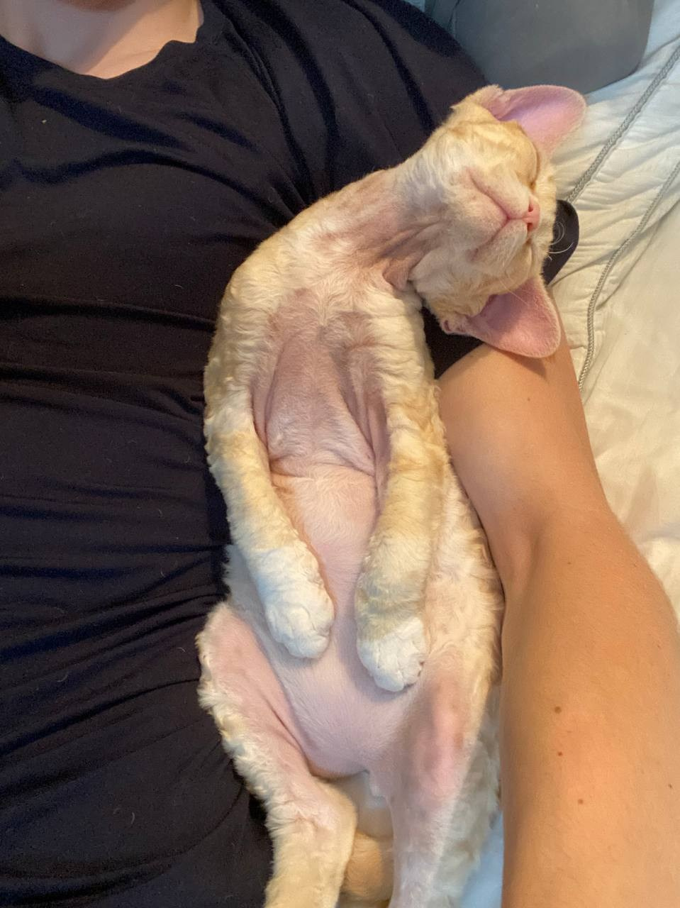 Choux. Devon Rex Pixie Cattery