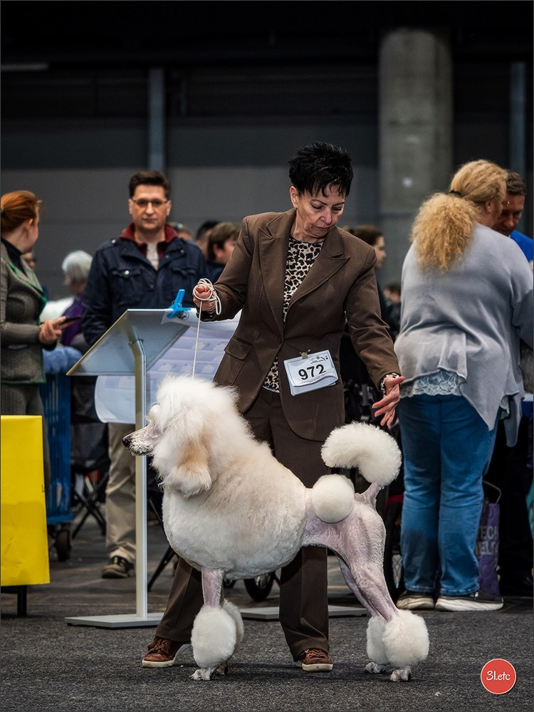 🇩🇪 Offenburg  International Dogshow 09-10.03.24 🇩🇪. Photographe à Strasbourg | Portraits, Studio, Enfants, Événements