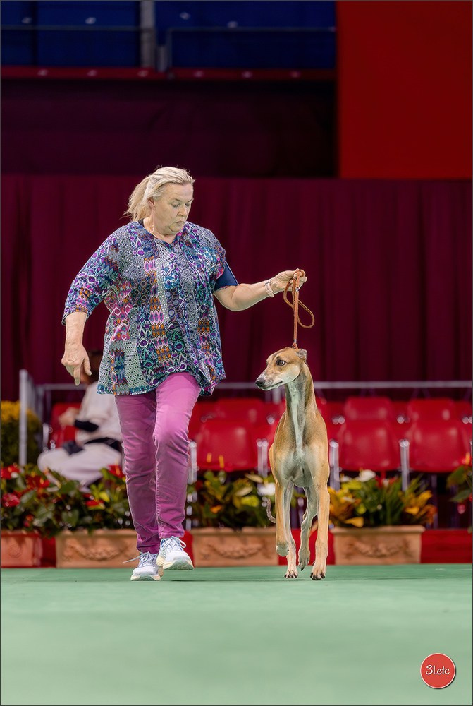 Expo canine 🇲🇨 Monaco 9-10/05/2026. Photographe à Strasbourg | Les animaux, Portraits, Studio, Événements