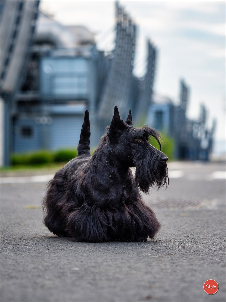 Photographie animalière. Photographe à Strasbourg | Portraits, Studio, Enfants, Événements