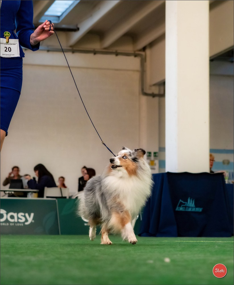 Dog Show  🇮🇹  San Marino. Photographe à Strasbourg | Portraits, Studio, Enfants, Événements