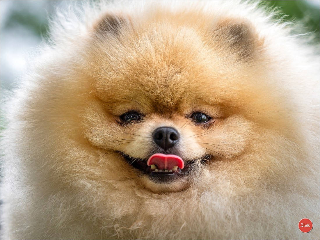 CHARTRES - SPOIR Dimanche 16 juin 2024  Exposition Canine Nationale. Photographe à Strasbourg | Portraits, Studio, Enfants, Événements