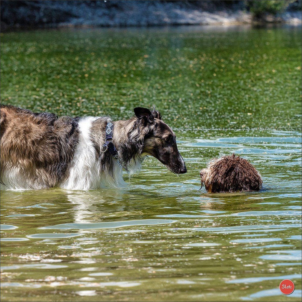 Dog Show Hallbergmoos  🇩🇪  11-13/07/2025. Photographe à Strasbourg | Portraits, Studio, Enfants, Événements