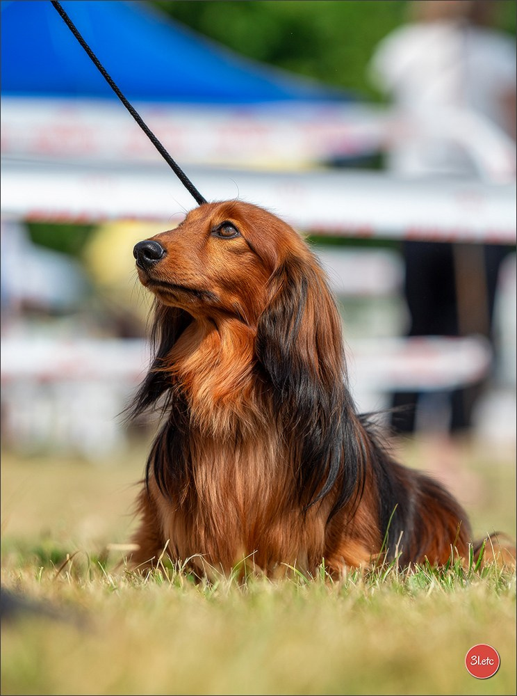 Expo canine (Teckel) Strasbourg Hoerdt  🇫🇷  5-6/07/2025. Photographe à Strasbourg | Portraits, Studio, Enfants, Événements