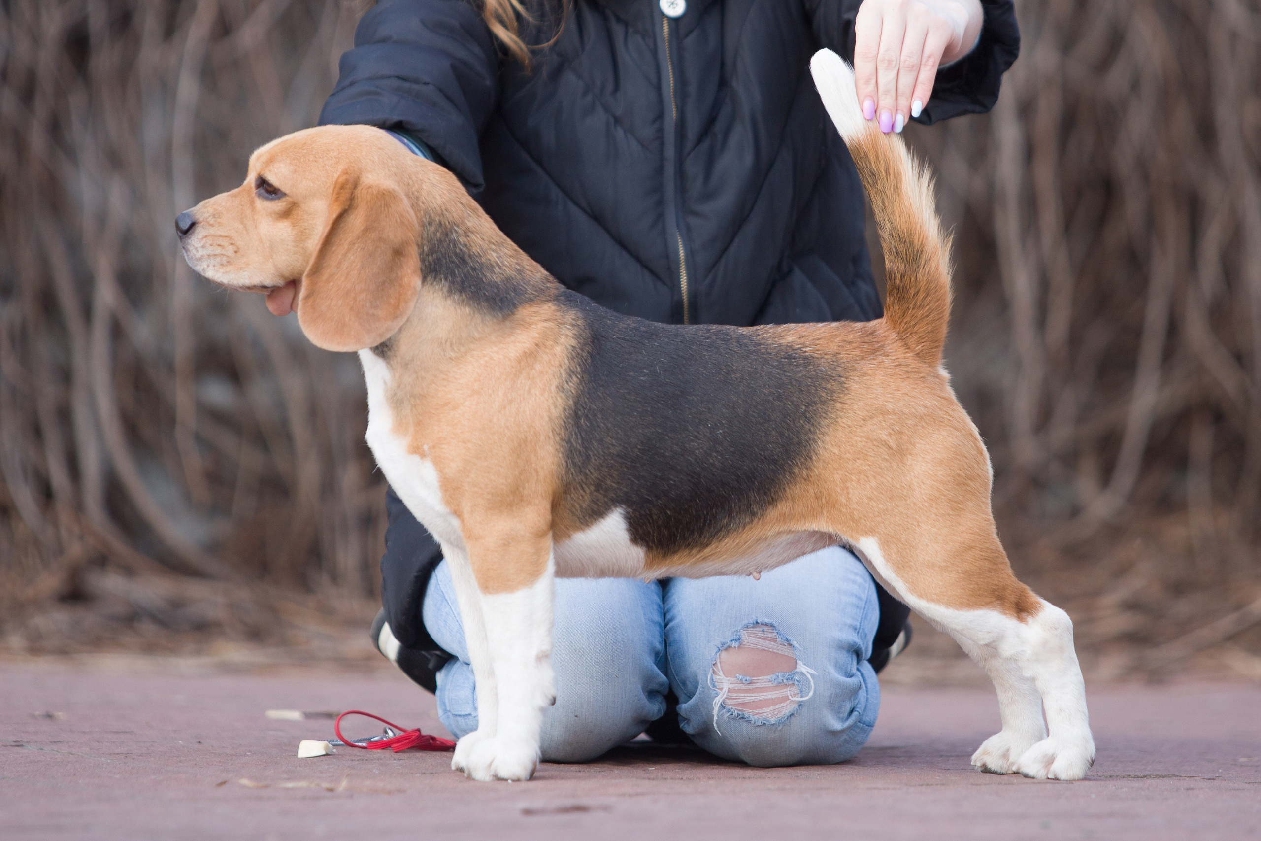 Єрик+Перік. Розплідник біглей в Україні