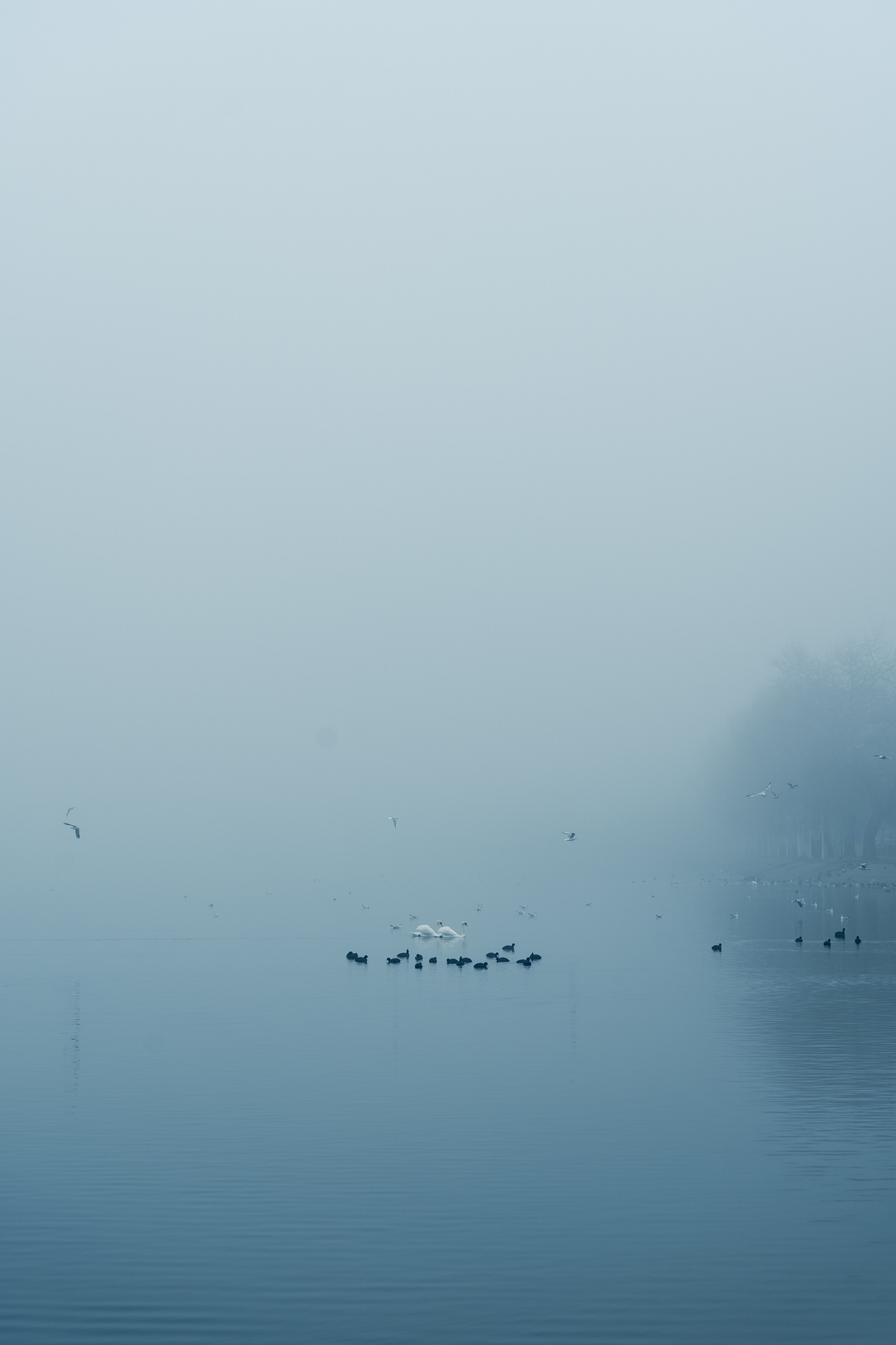 Blog despre fotografie - O dimineata cetoasa