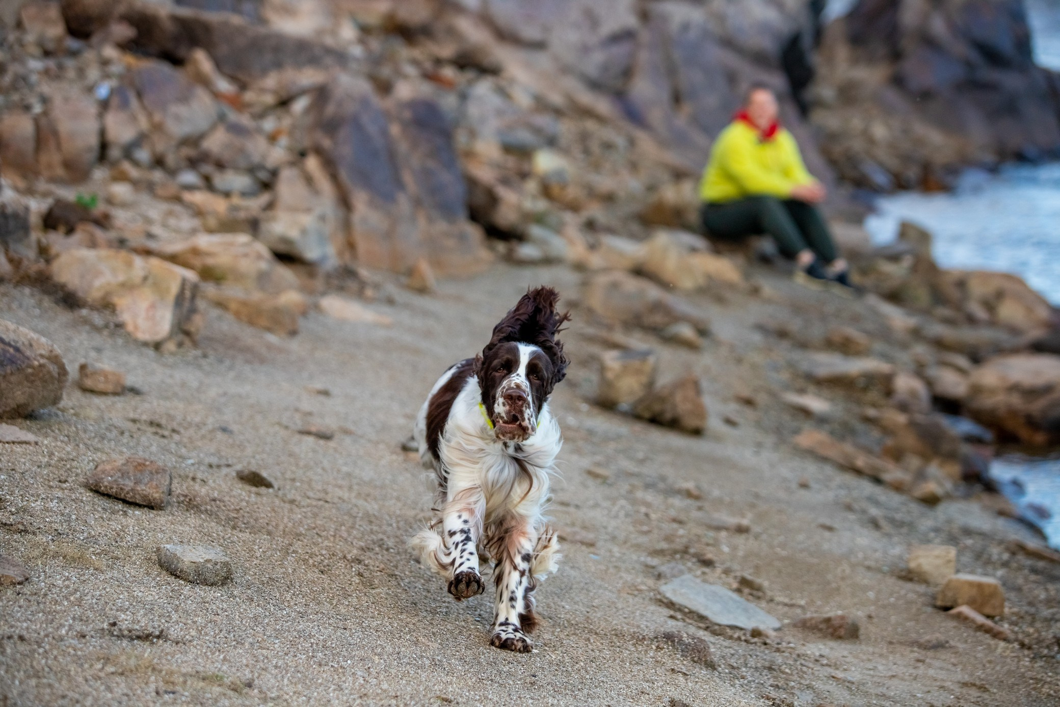 springer spaniel ukraine open for breeding use