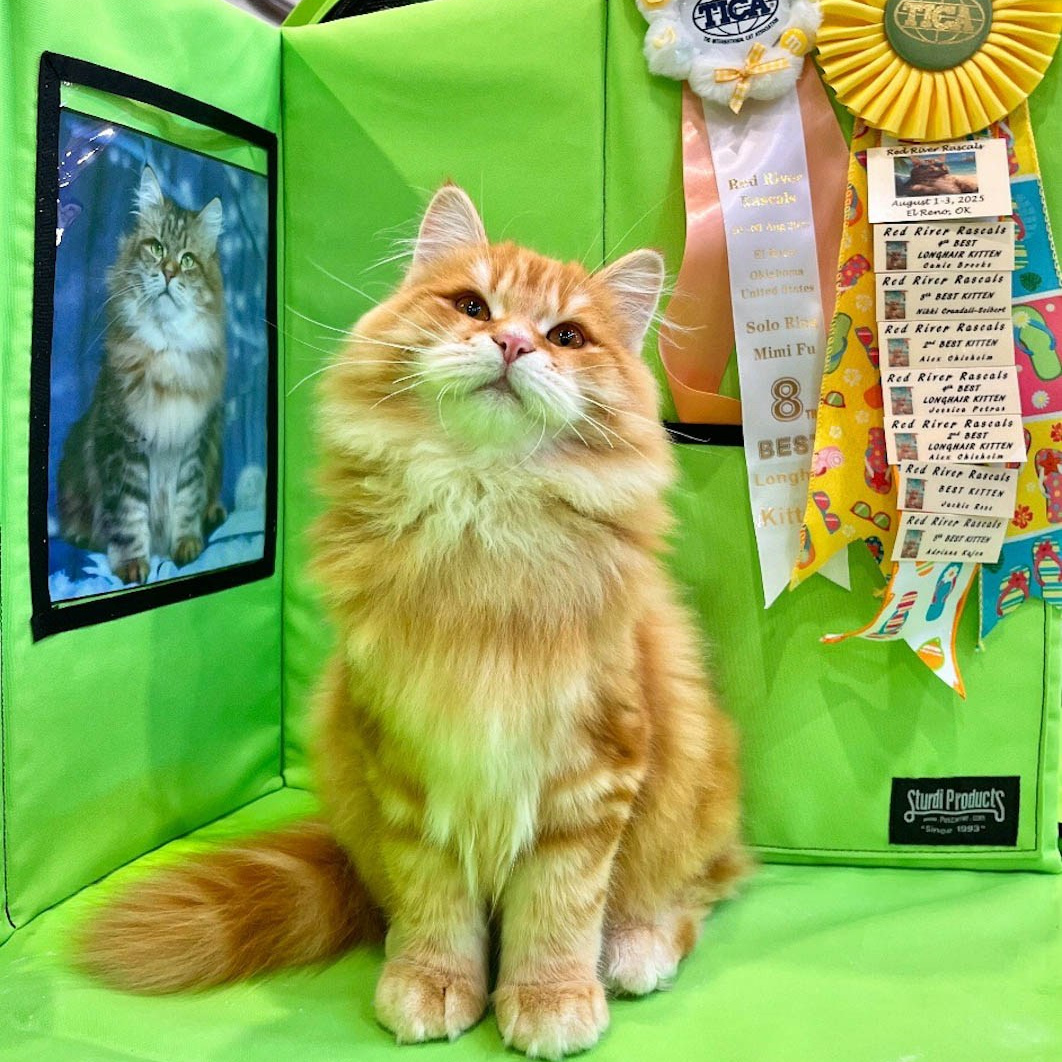 Red classic tabby Siberian male kitten Astera Lastik with show ribbons at TICA cat show.