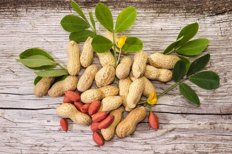 How Grow Peat Boosts Peanut Groundnut Growth in Continuous Cropping. Boost Plant Growth with Organic Fertilizers: Our Effective Solution