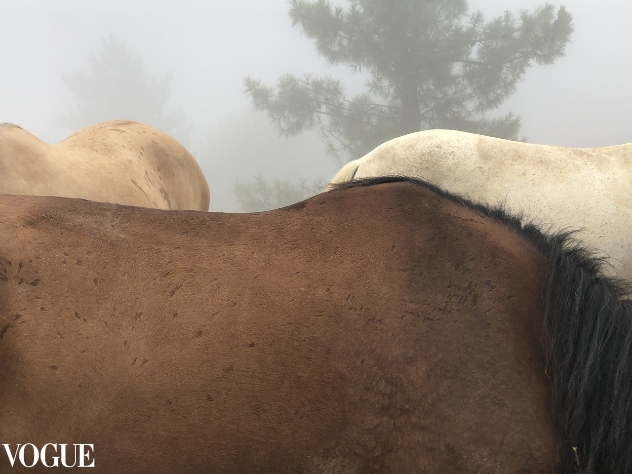 Art photography Horses in the mist