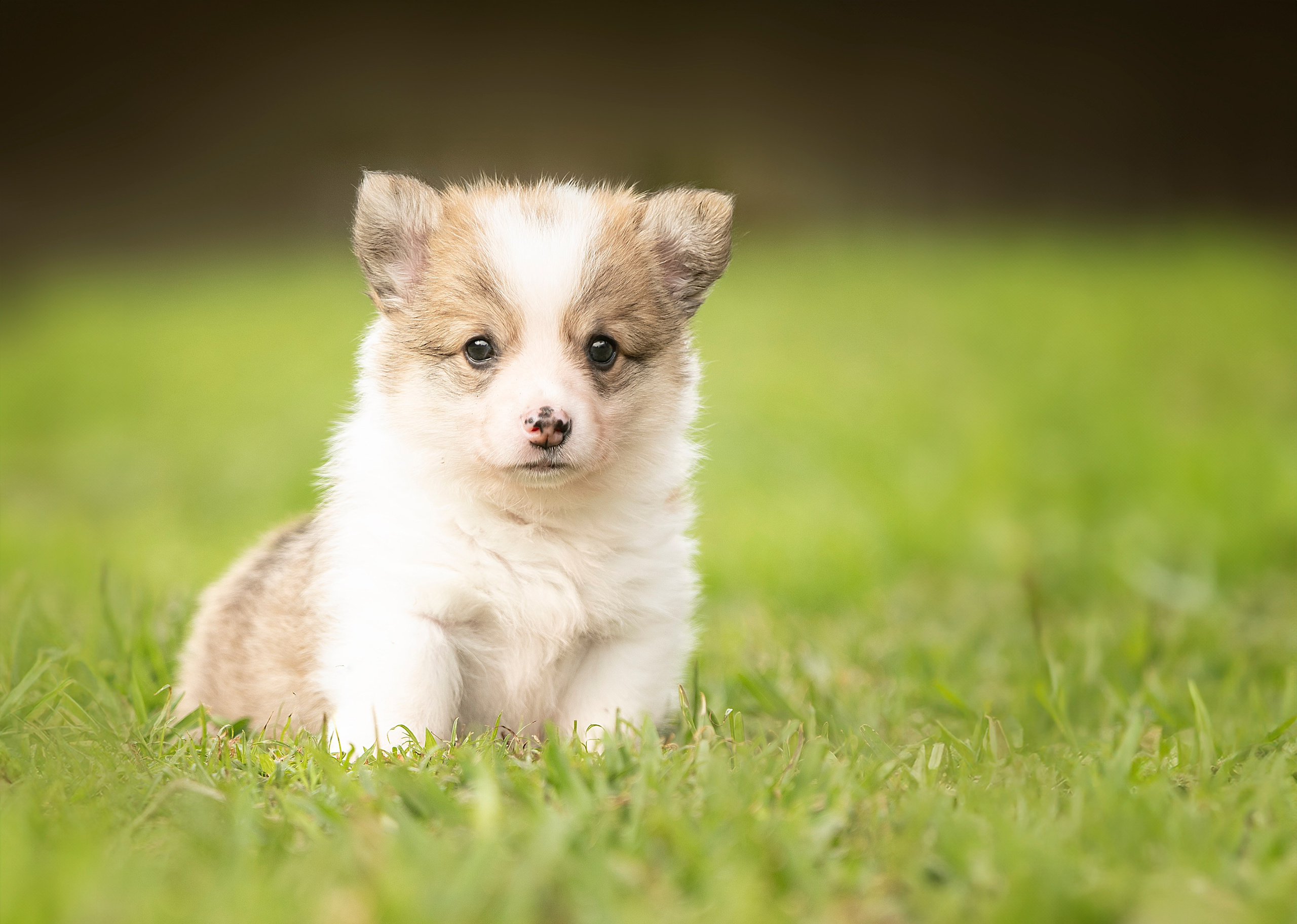 Special Services. Katerina Royter Pet Photographer North Florida