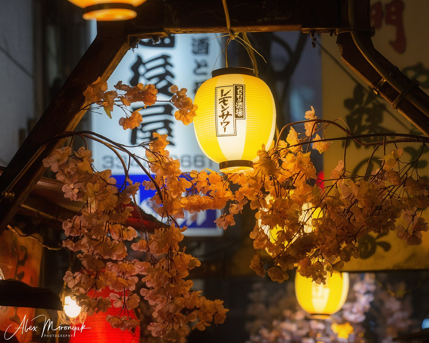 Hanami Season in Japan. Pet, Senior, Landscape, portrait studio, photographer in Miami and Sou
