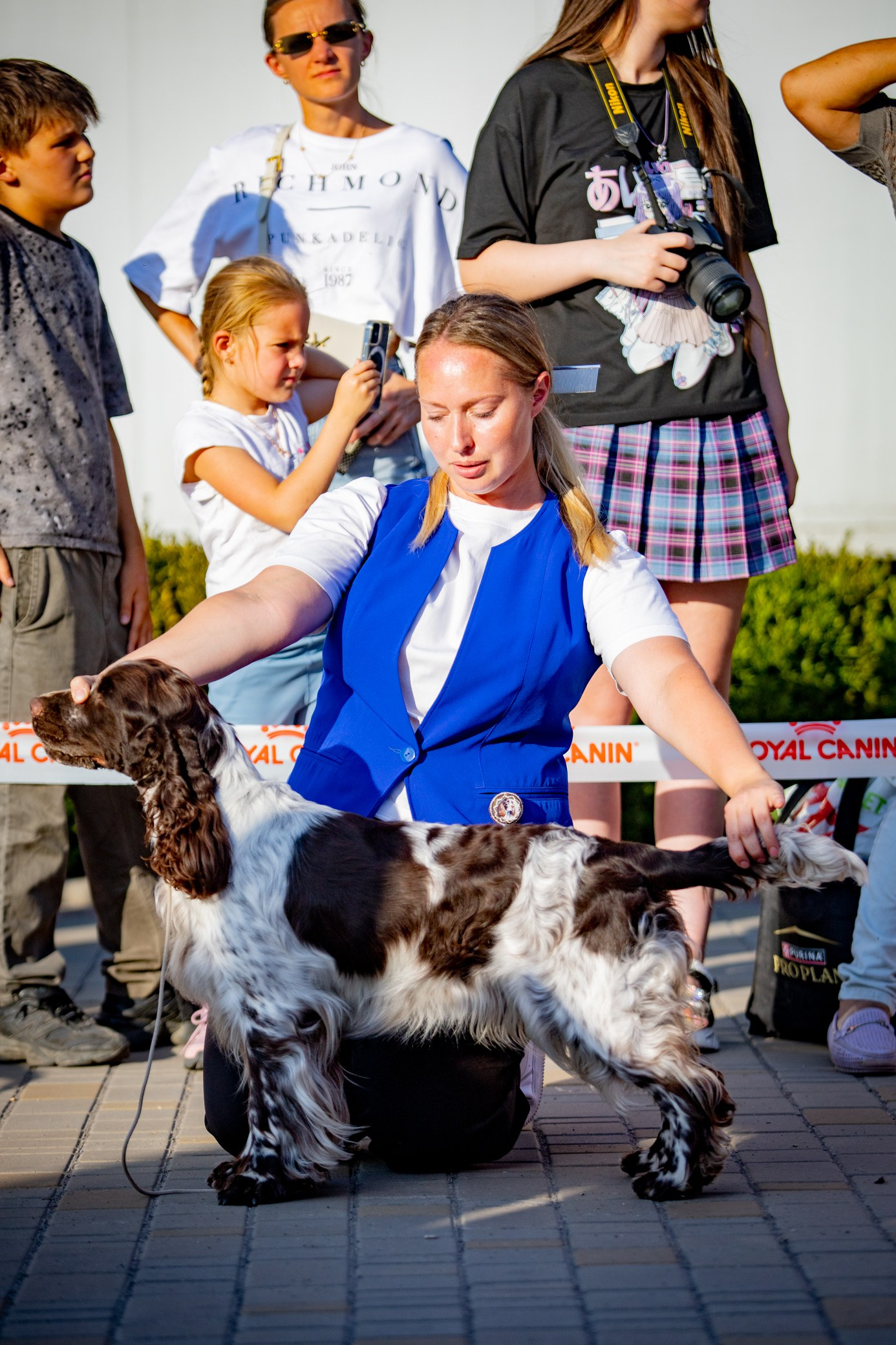 LORDSETT CASABLANKA english springer spaniel