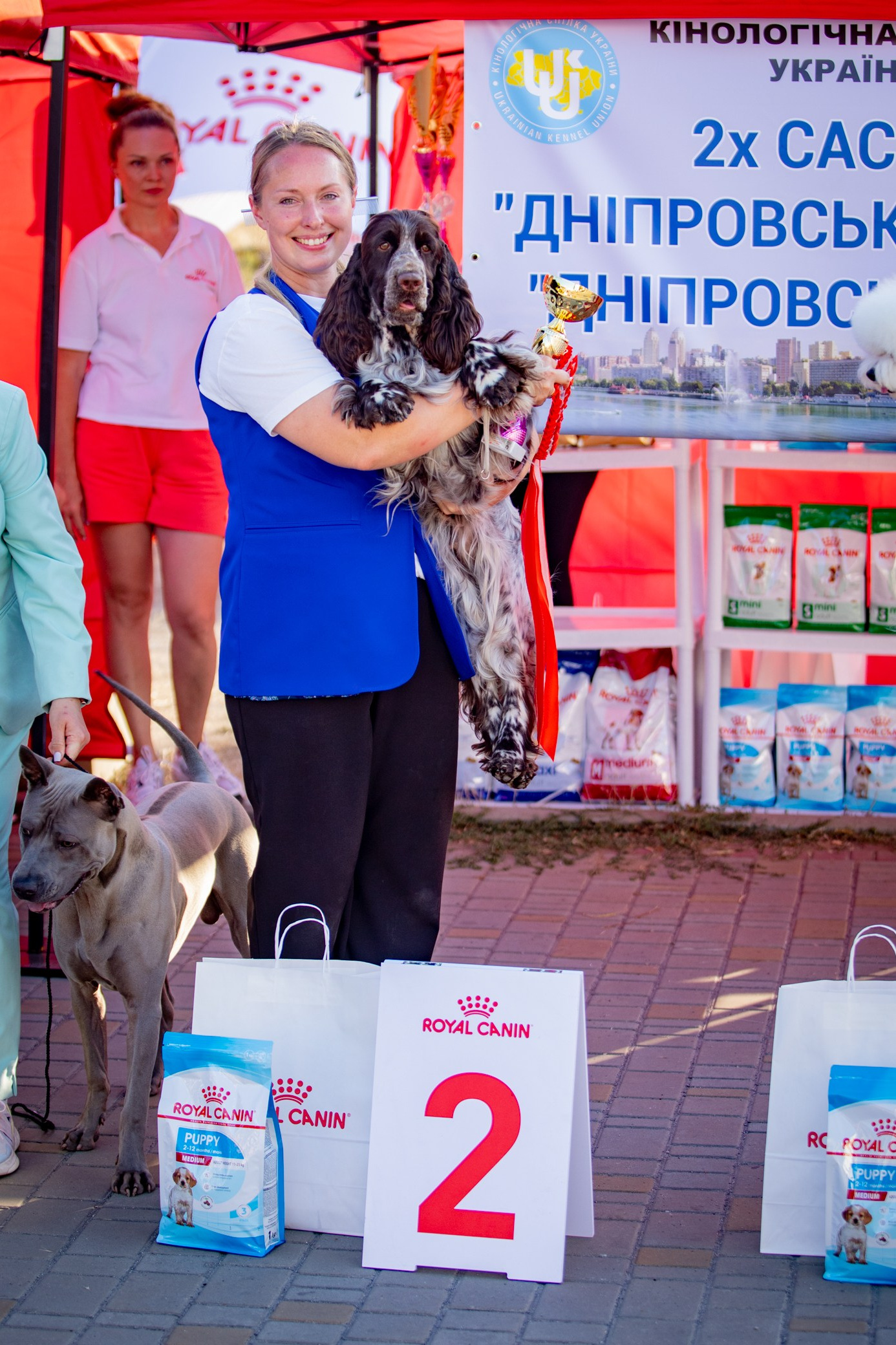 LORDSETT CASABLANKA english springer spaniel