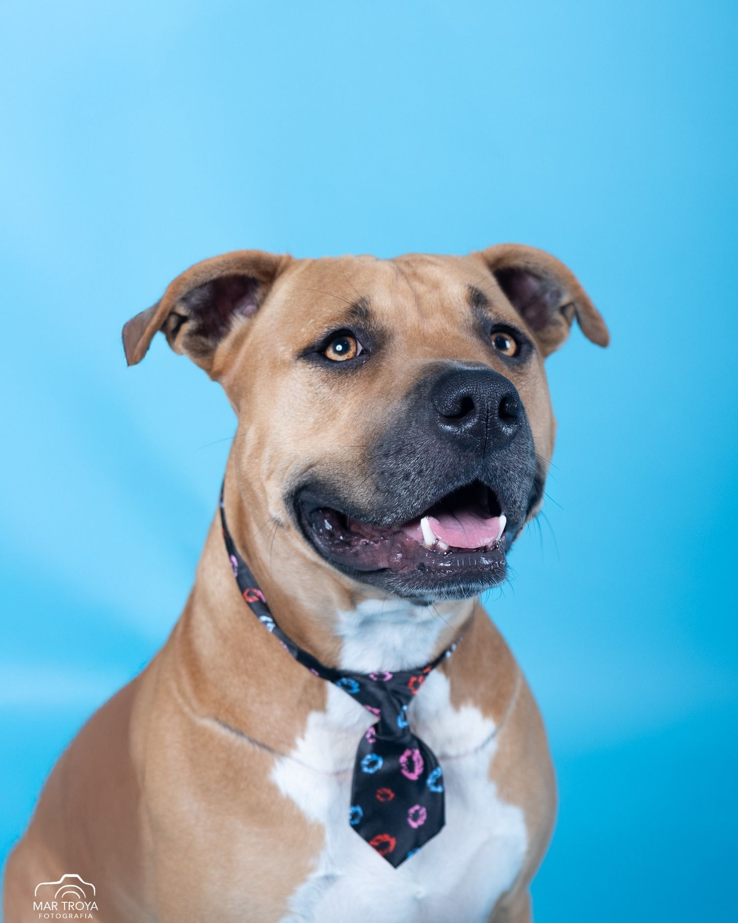 Fotografía de mascotas. Fotos con huella, fotografía de perros y mascotas en Sevilla