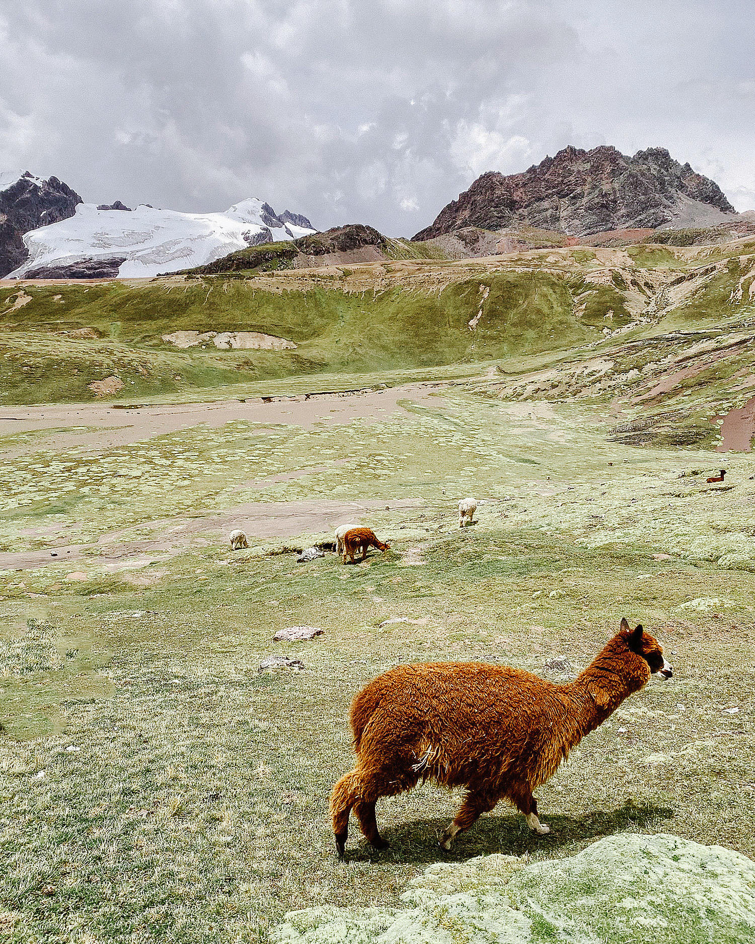 Дикие альпаки и ламы гуляют возле гор.