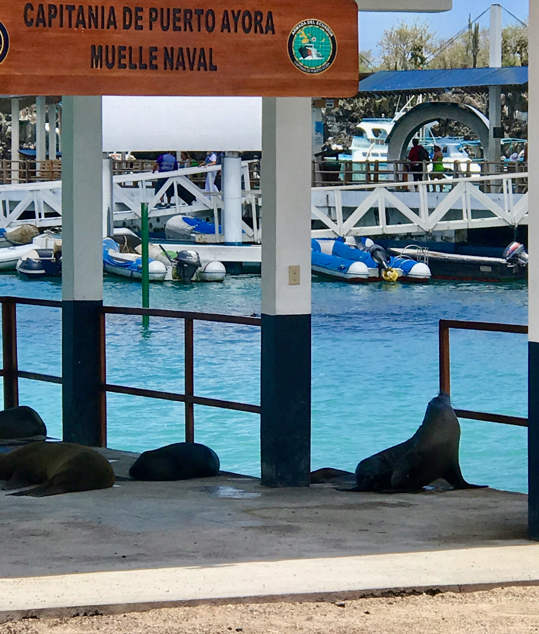 Galapagos. Milok et Kirok sont des gens positifs et réels. Nous serons ravis de v
