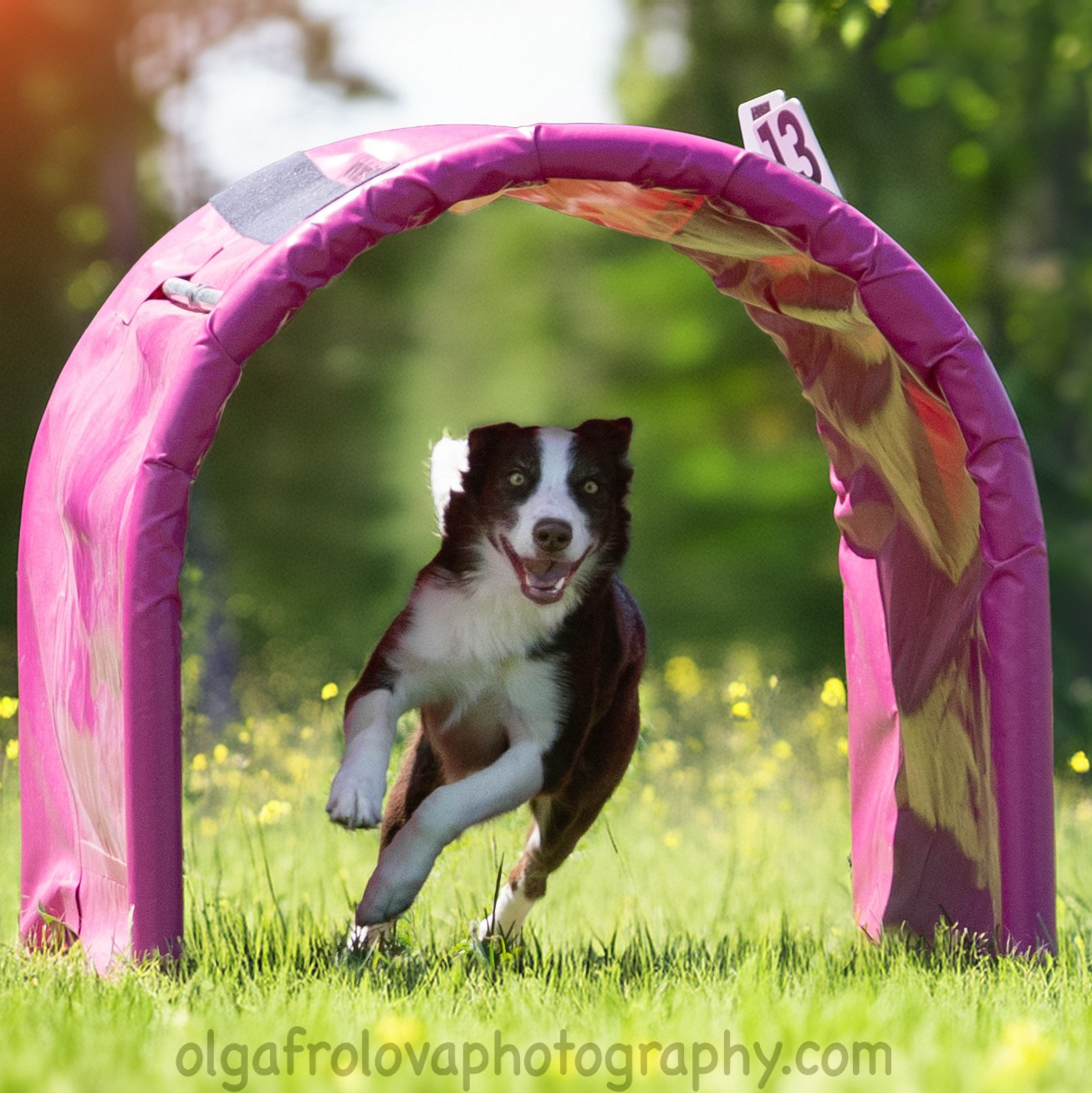 Un cane agile e concentrato e molto felice corre attraverso un cerchio rosa numerato con il 13 durante una gara di Hoopers a Cattolica. Il prato verde con fiori gialli e gli alberi sullo sfondo danno un'atmosfera naturale e vivace, esaltando la dinamicità della scena. Dogphotography di Olga Frolova