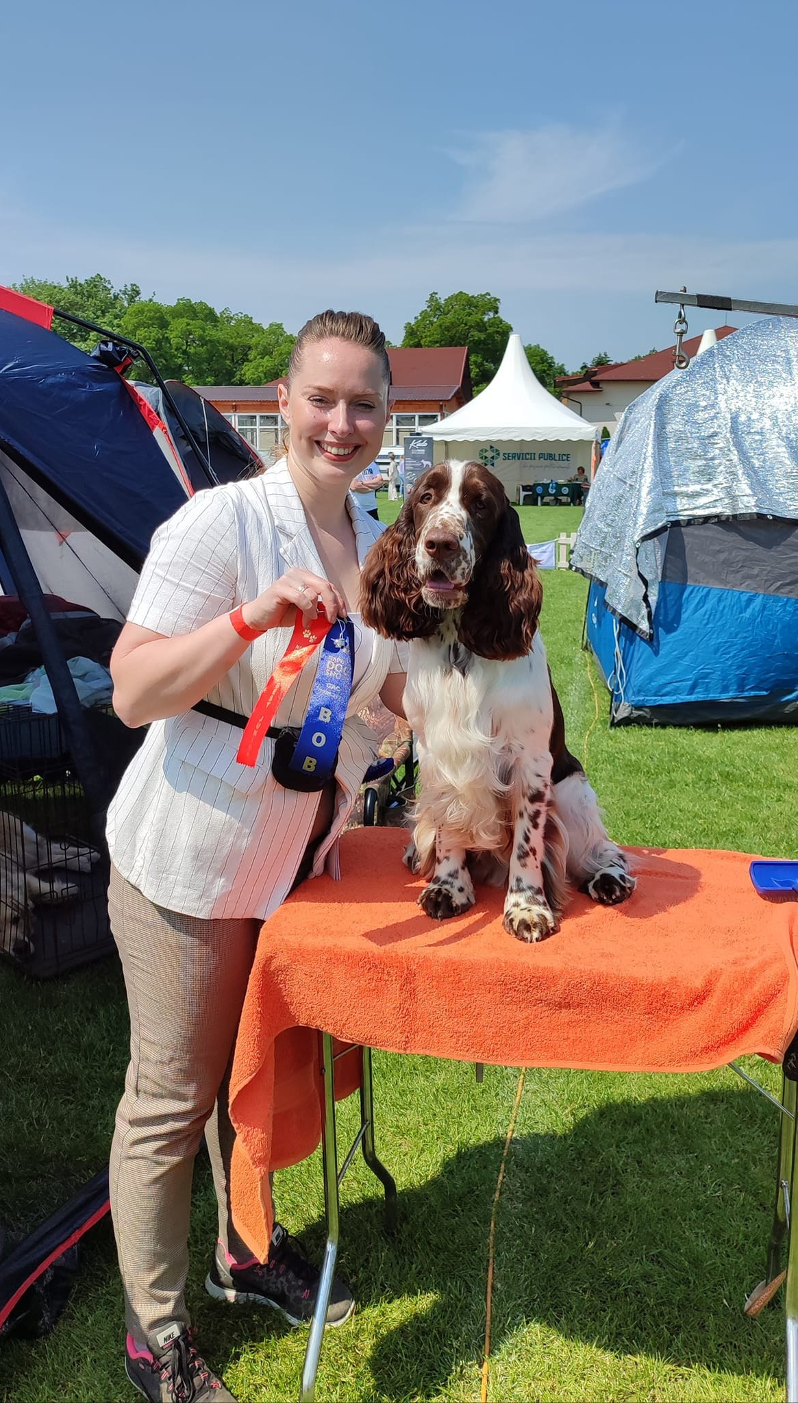 Photo springer spaniel champion of Romania