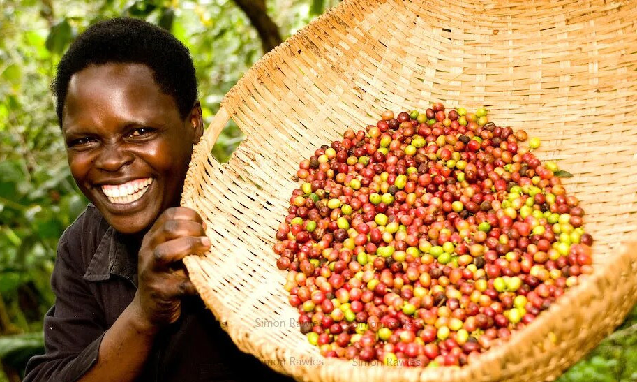 Boost Plant Growth with Organic Fertilizers: Our Effective Solution