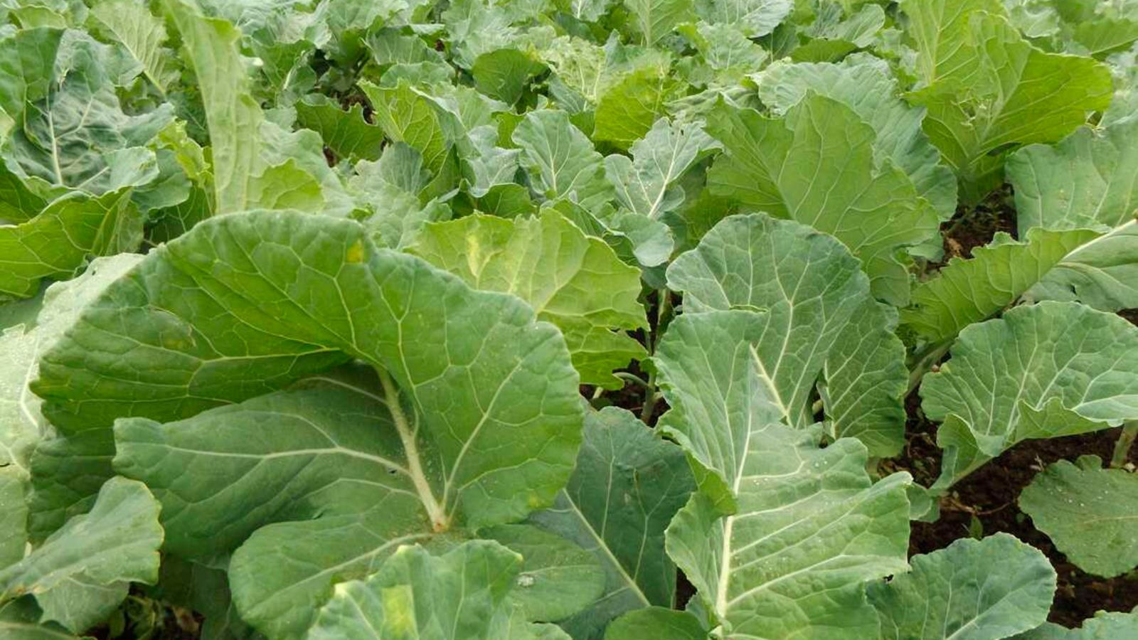 Plant Food in Kenya: Embracing Organic Fertilizers for Sustainability. Boost Plant Growth with Organic Fertilizers: Our Effective Solution