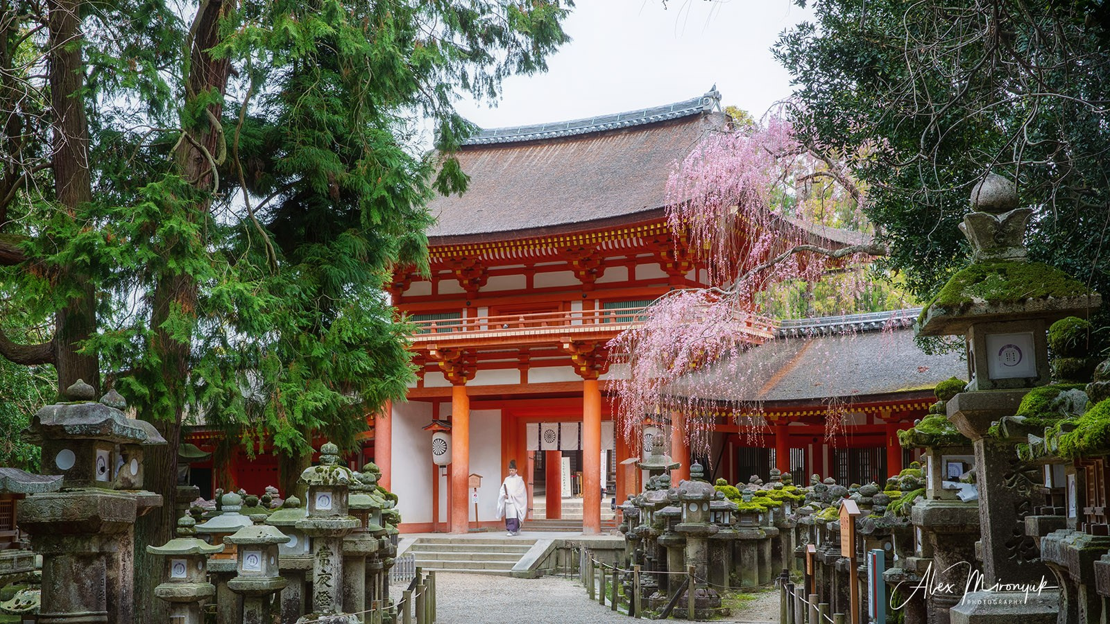 Hanami Season in Japan. Pet, Senior, Landscape, portrait studio, photographer in Miami and Sou