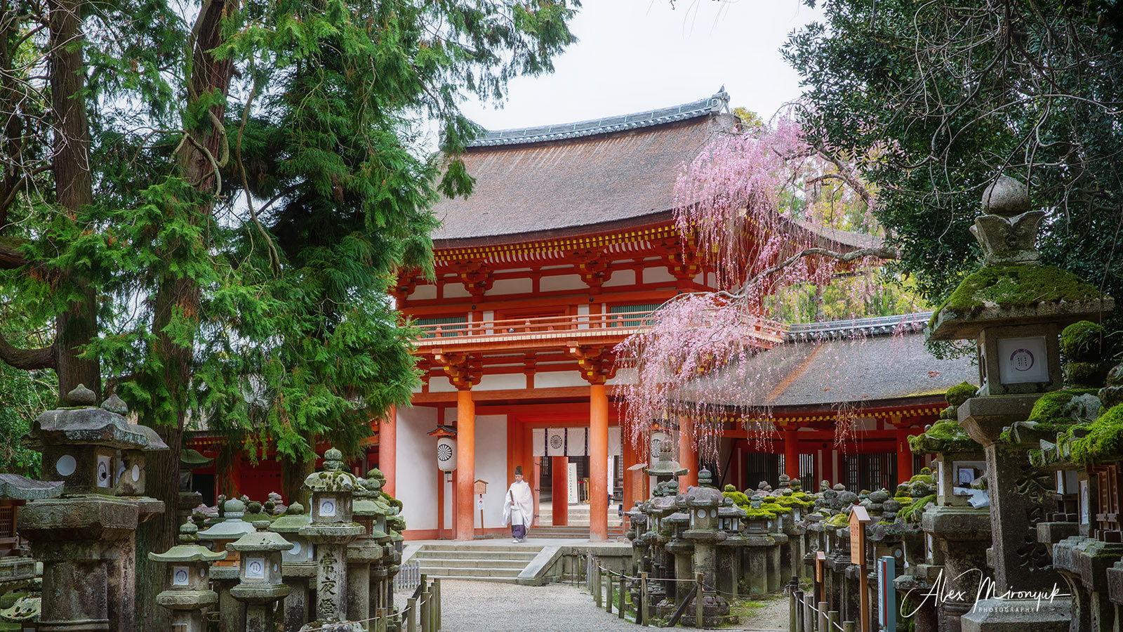 Momiji-gari Season In Japan. Pet, Senior, Landscape, portrait studio, photographer in Miami and Sou