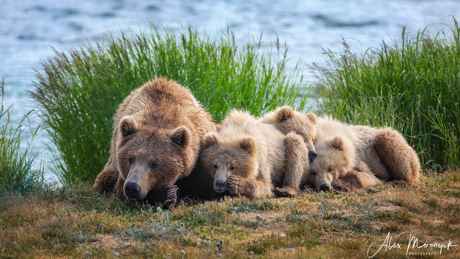 Alaska-2019. Alex Mironyuk Photography