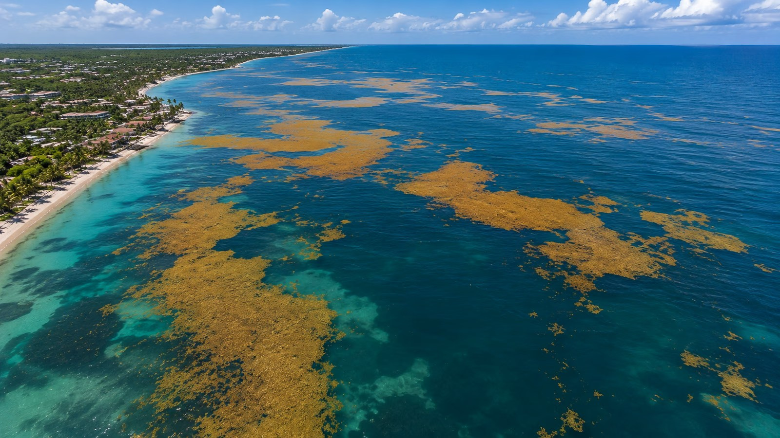 Sargassum seaweed in Punta Cana and Bavaro. Fotógrafo em Punta Cana — Alex Po