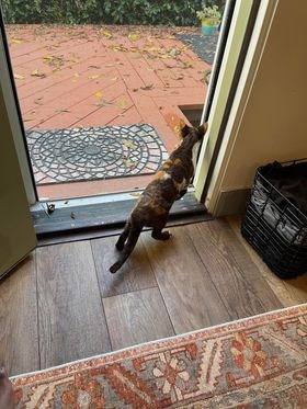 Winkles, Girl, born on 02.01.23, SOLD. Devon Rex Pixie Cattery