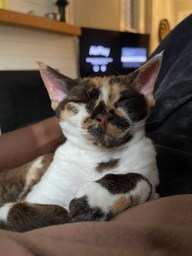 Winkles, Girl, born on 02.01.23, SOLD. Devon Rex Pixie Cattery