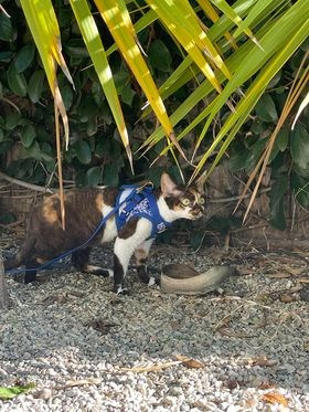 Winkles, Girl, born on 02.01.23, SOLD. Devon Rex Pixie Cattery