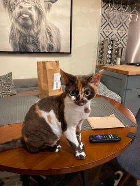 Winkles, Girl, born on 02.01.23, SOLD. Devon Rex Pixie Cattery