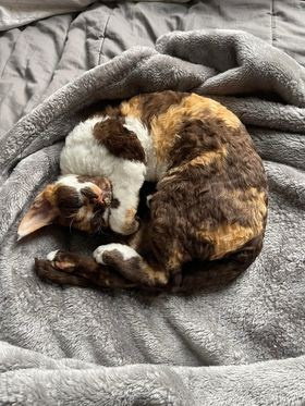 Winkles, Girl, born on 02.01.23, SOLD. Devon Rex Pixie Cattery