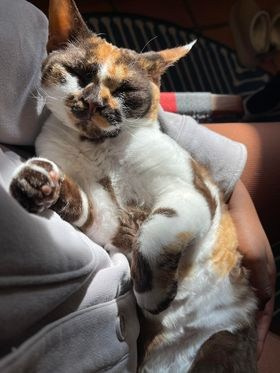 Winkles, Girl, born on 02.01.23, SOLD. Devon Rex Pixie Cattery