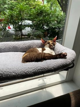 Winkles, Girl, born on 02.01.23, SOLD. Devon Rex Pixie Cattery
