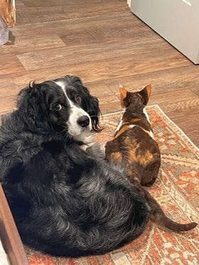 Winkles, Girl, born on 02.01.23, SOLD. Devon Rex Pixie Cattery