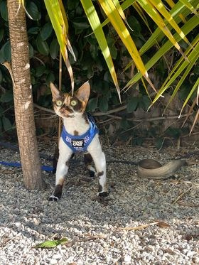 Winkles, Girl, born on 02.01.23, SOLD. Devon Rex Pixie Cattery