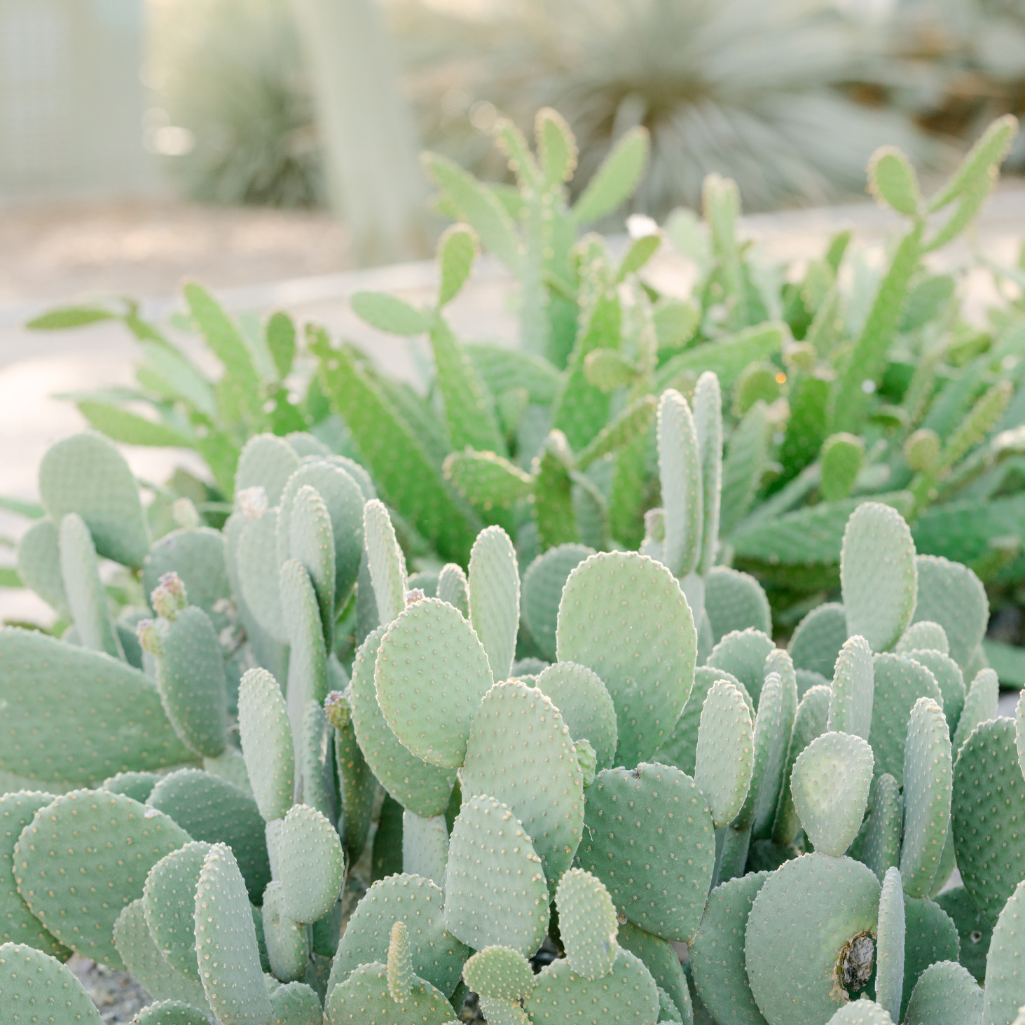 Wedding photographer in Arizona 