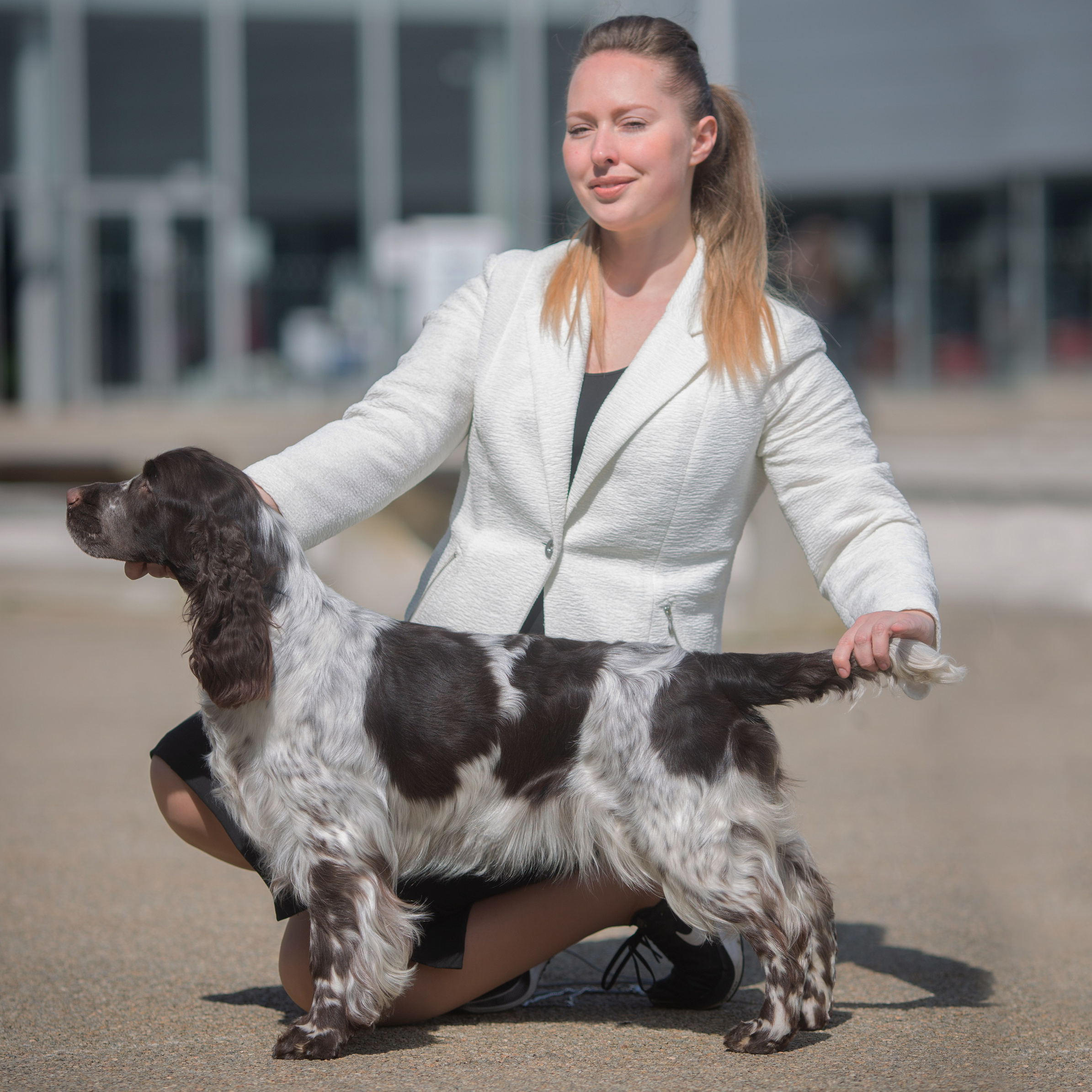 English Springer Spaniel LORDSETT CASABLANKA