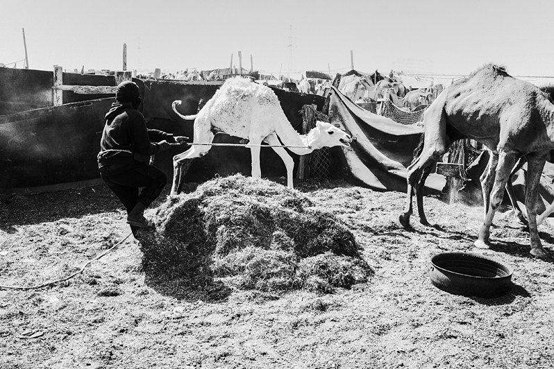 © Nadezhda Khramova / Train through the Sahara