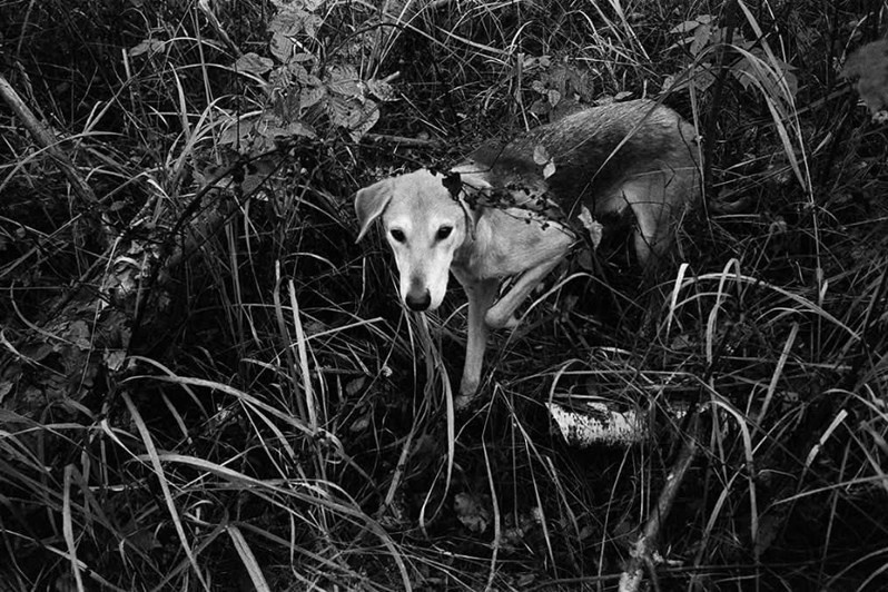 © Миша Масленников / Пограничное тоске. Деревня Погост, Пудожский район, Карелия, Россия. Август 2007