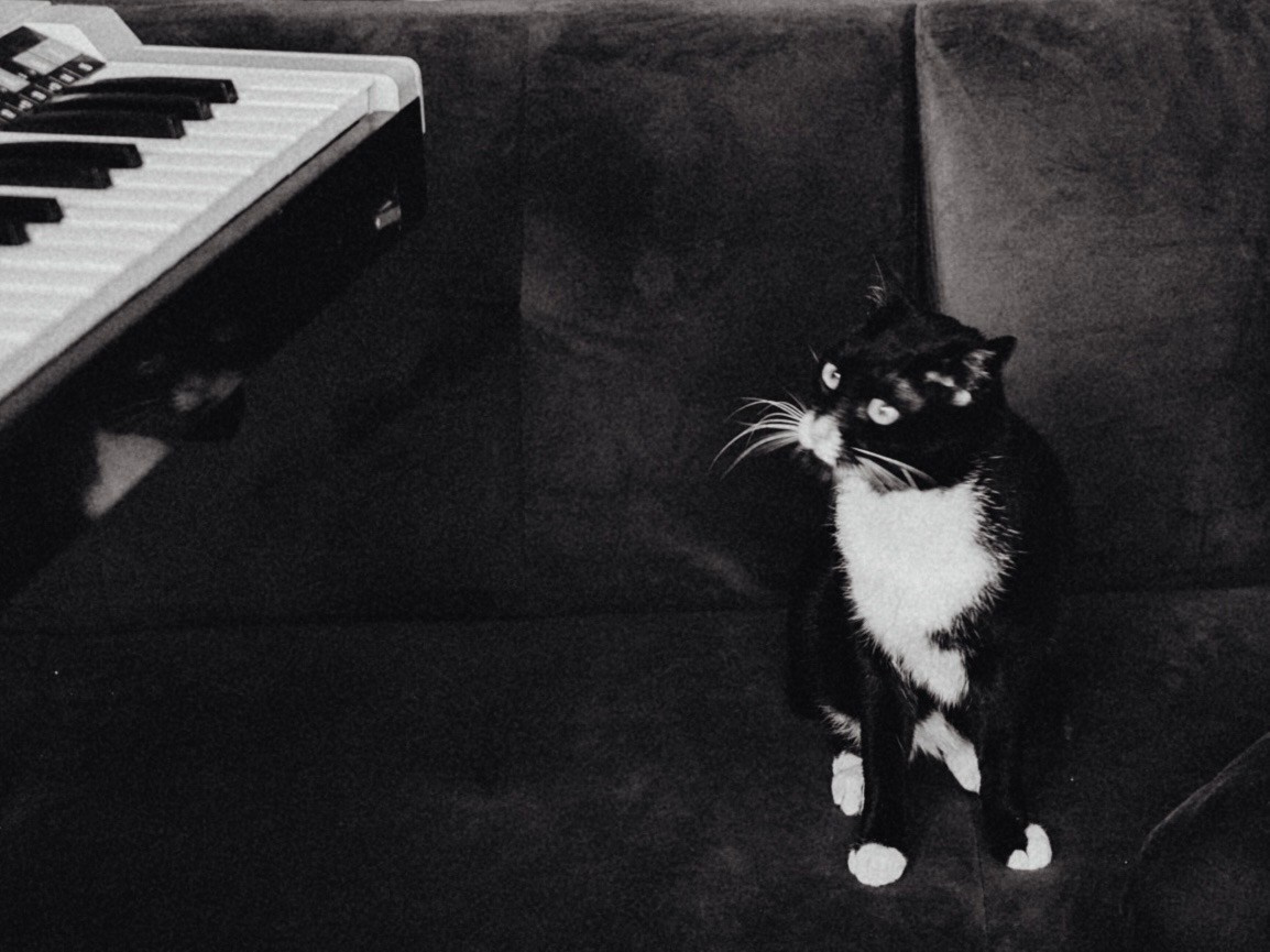 Cat next to keyboards in a cozy lofi setting