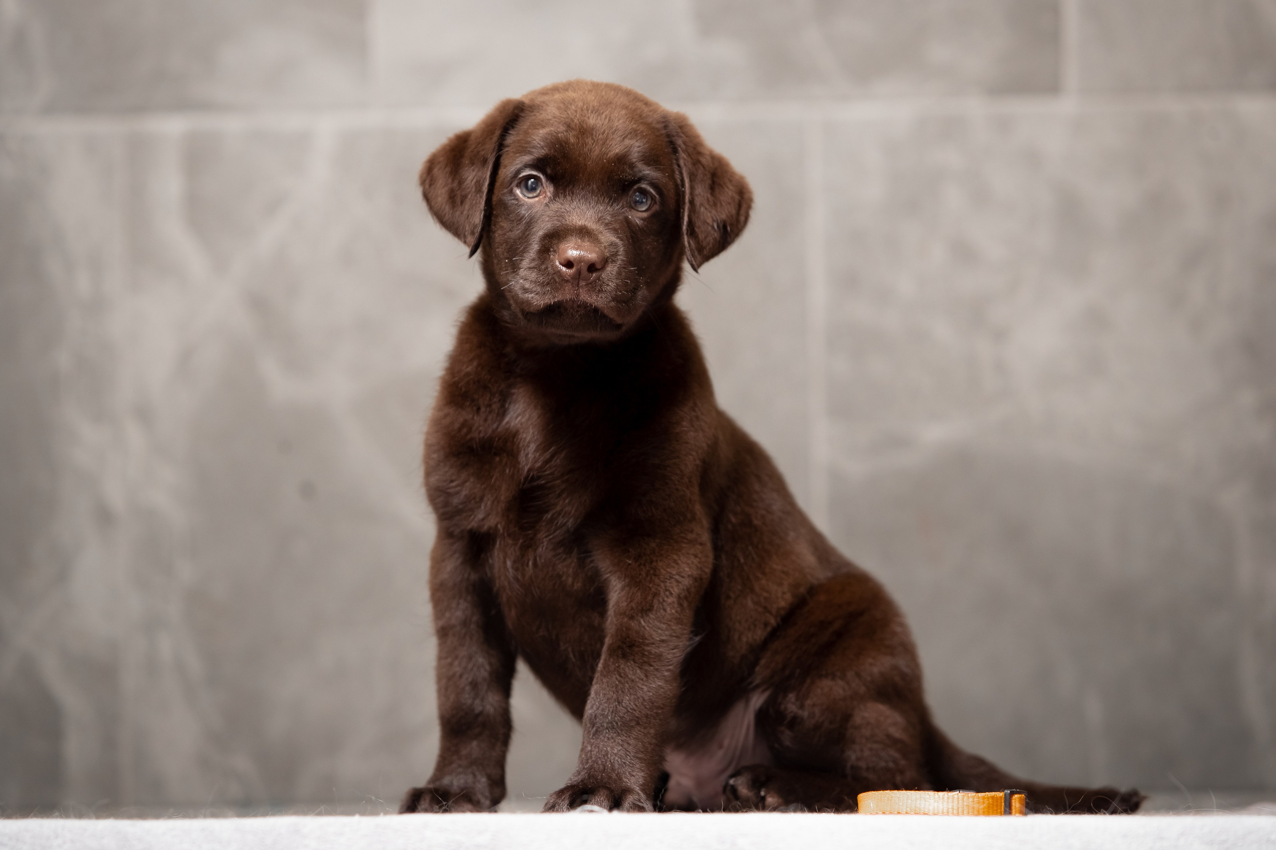 Цуценята шоколадного лабрадора. Цуценята лабрадор ретривера, Дніпро, Україна