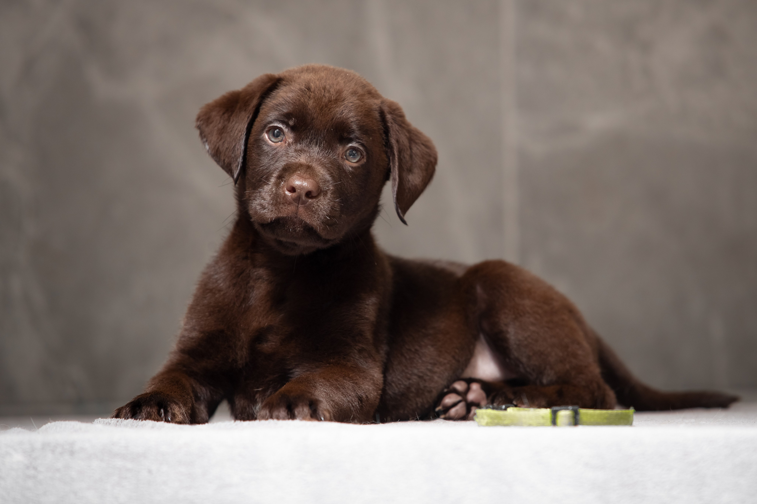 Цуценята шоколадного лабрадора. Цуценята лабрадор ретривера, Дніпро, Україна