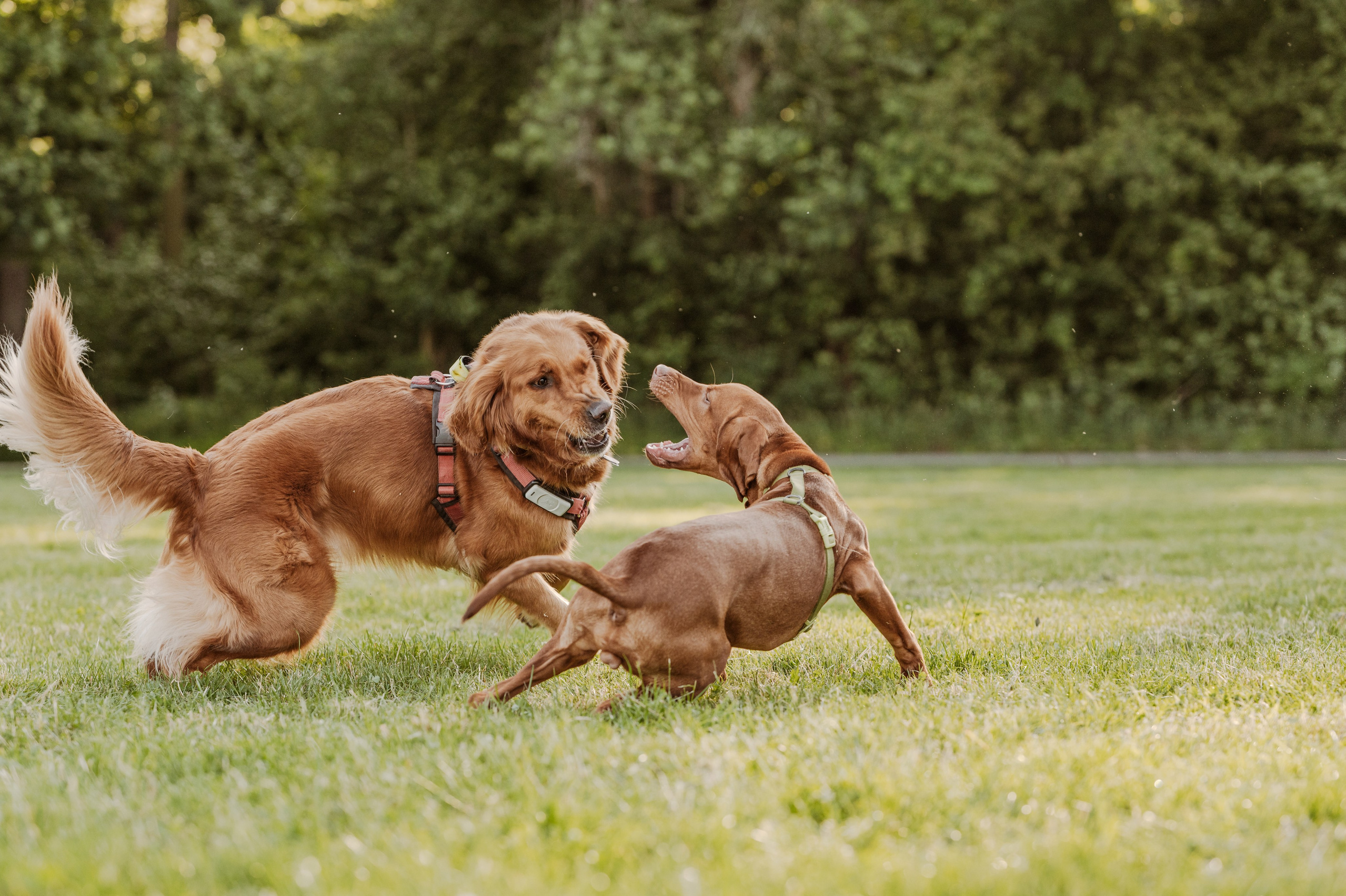 Golden Retriever Tuuli und Vizsla Ori rennen über die Hundewiese im Rosentalpark in Leipzig – ausgelassenes Hundespiel im Sonnenlicht.
